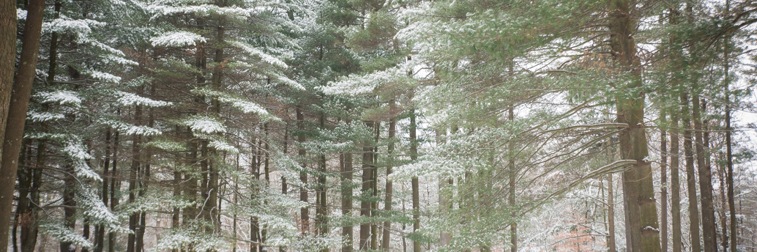SnowAllWeather_0431-snowpines.jpg